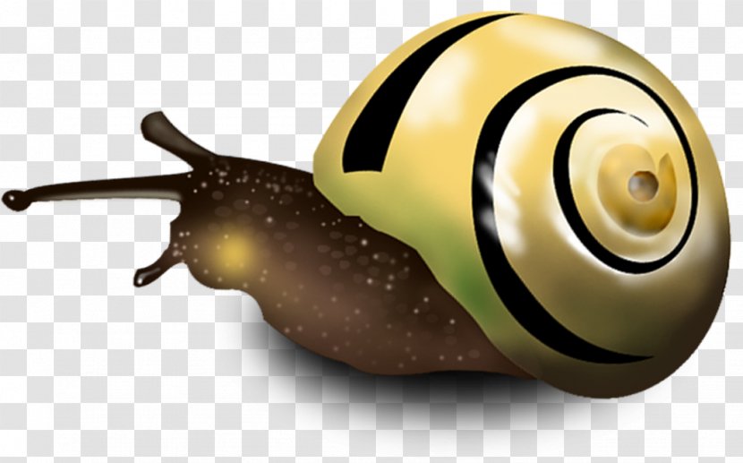Snail Orthogastropoda - Photography - Hand Drawn Pull Creative HD Free Transparent PNG