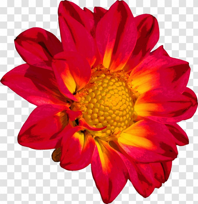 Flower Chrysanthemum Color Clip Art - Burgundy Transparent PNG