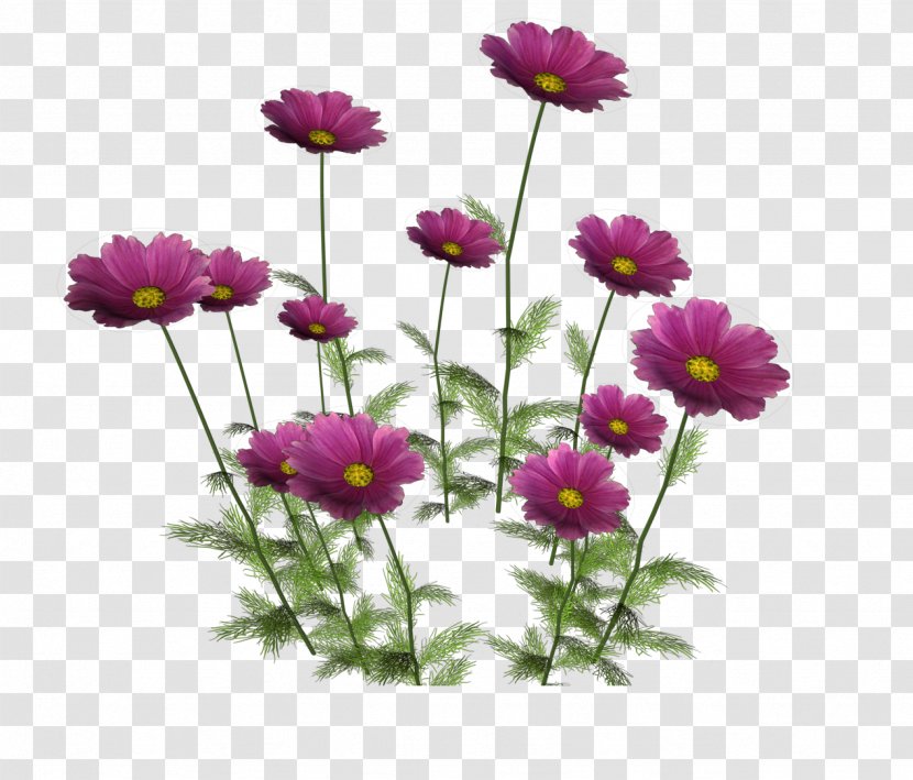 Flower La Toscana - Flowering Plant - Cosmos Transparent PNG