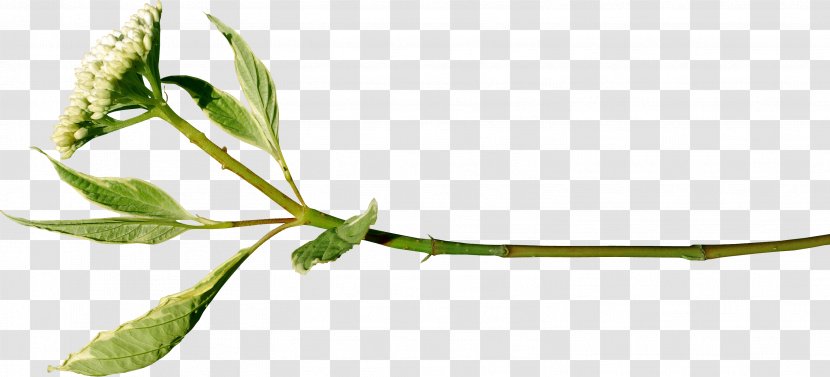 Twig Plant Stem Leaf Tree Flower - Green Leaves Transparent PNG