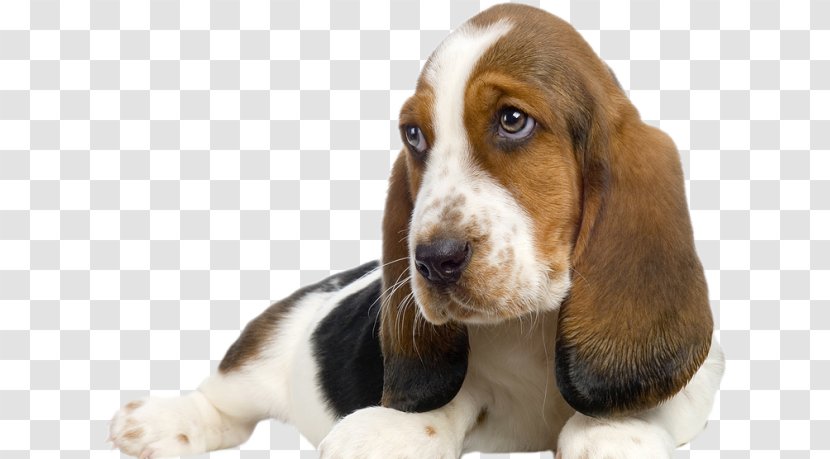 Basset Hound Puppy Beagle Schweizer Laufhund Pet Sitting - Stock Photography Transparent PNG