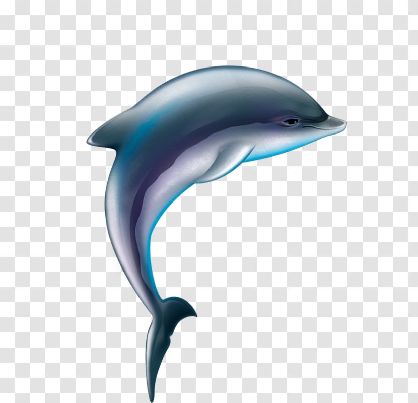 Common Bottlenose Dolphin Tucuxi Wholphin Short-beaked White-beaked - Porpoise Transparent PNG