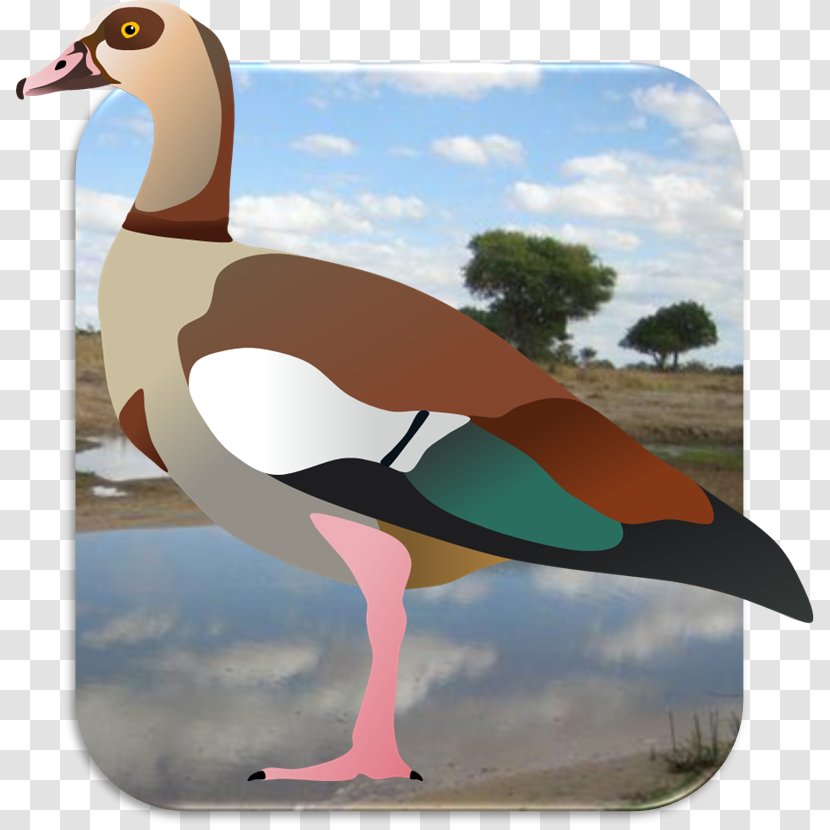 Seabird Africa Fauna - Waterfowl - Egyptian Goose Transparent PNG