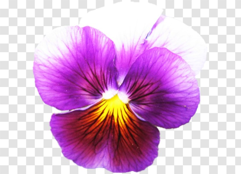 Pansy Violet Flower Petal Transparent PNG