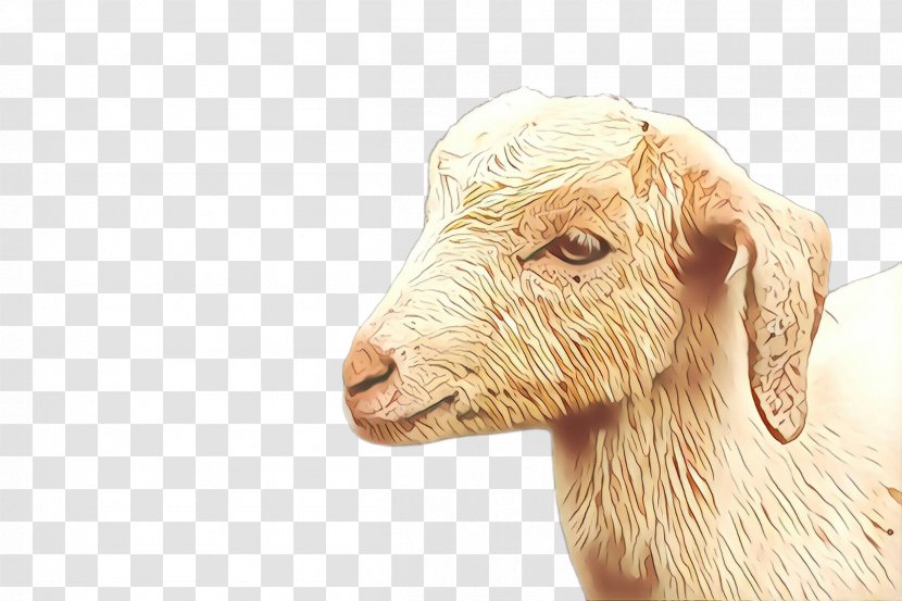 Sheep GOAT Snout - Livestock - Goats Transparent PNG