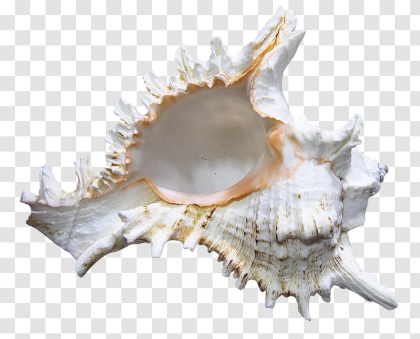 Cockle Seashell Clip Art - Rapana Transparent PNG
