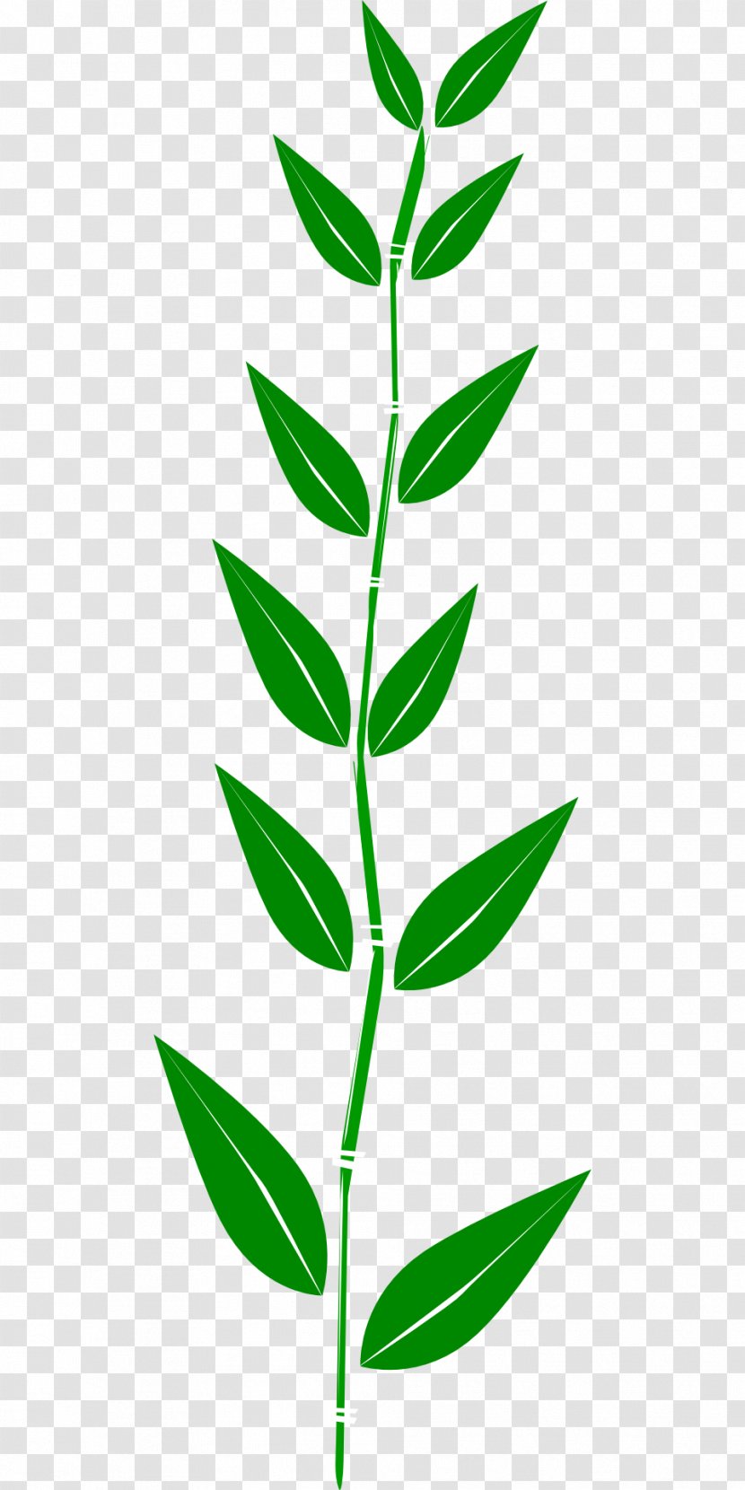 Leaf Green Clip Art - Thumbnail - Bamboo Transparent PNG