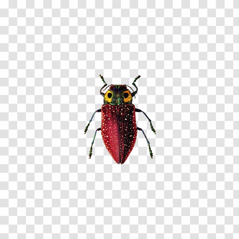 Insect Cockroach Ichthyornis Transparent PNG