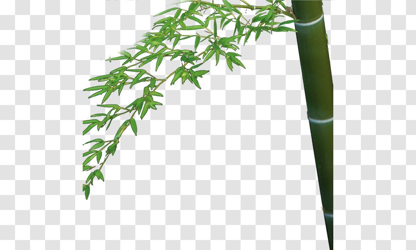Bamboo Bamboe Bambusa Oldhamii Download - Rgb Color Model Transparent PNG