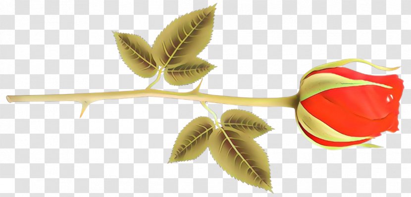 Leaf Plant Flower Petal Transparent PNG