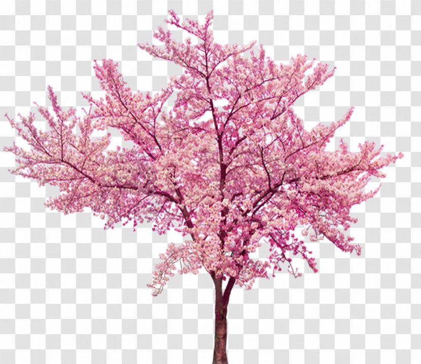 Cherry Blossom Cerasus - Beautiful Tree Transparent PNG