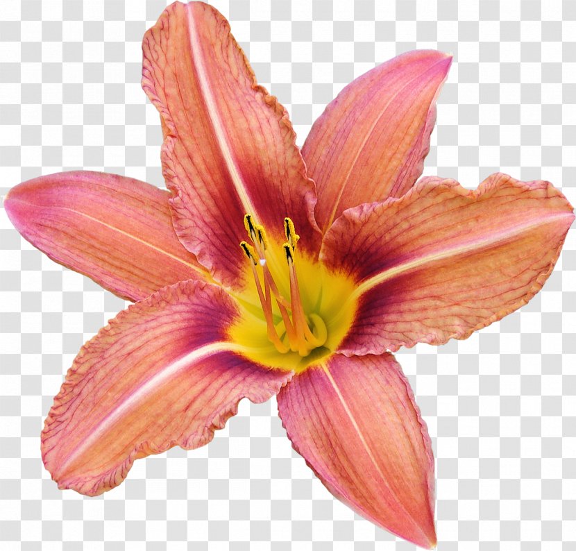 Amaryllis Cut Flowers Petal - Daylily - Flowering Plant Transparent PNG
