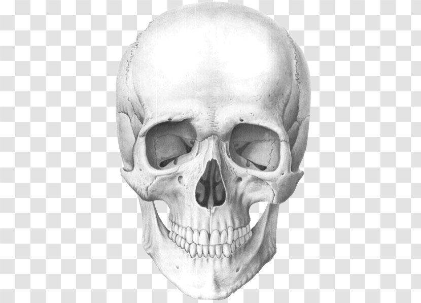 Human Skull Anatomy Skeleton - Black And White Transparent PNG