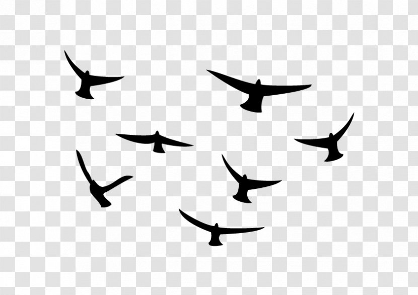 Beak Bird Migration Line Clip Art - Wing Transparent PNG