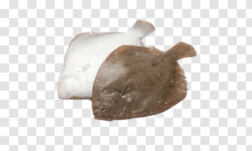 Brill Turbot Stock Photography Fish Transparent PNG