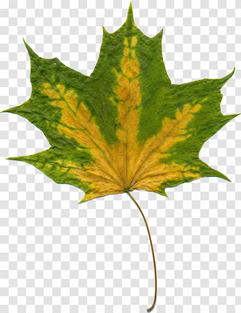 Maple Leaf Autumn Color Tree Transparent PNG