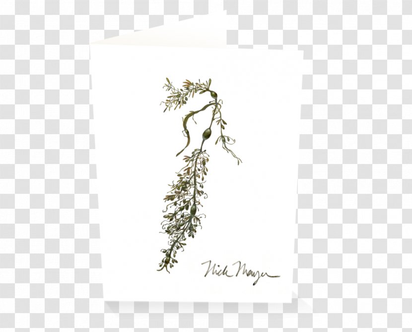 Nick Mayer Art, LLC Stationery Pencil Watercolor Painting - Commission - Seaweed Transparent PNG