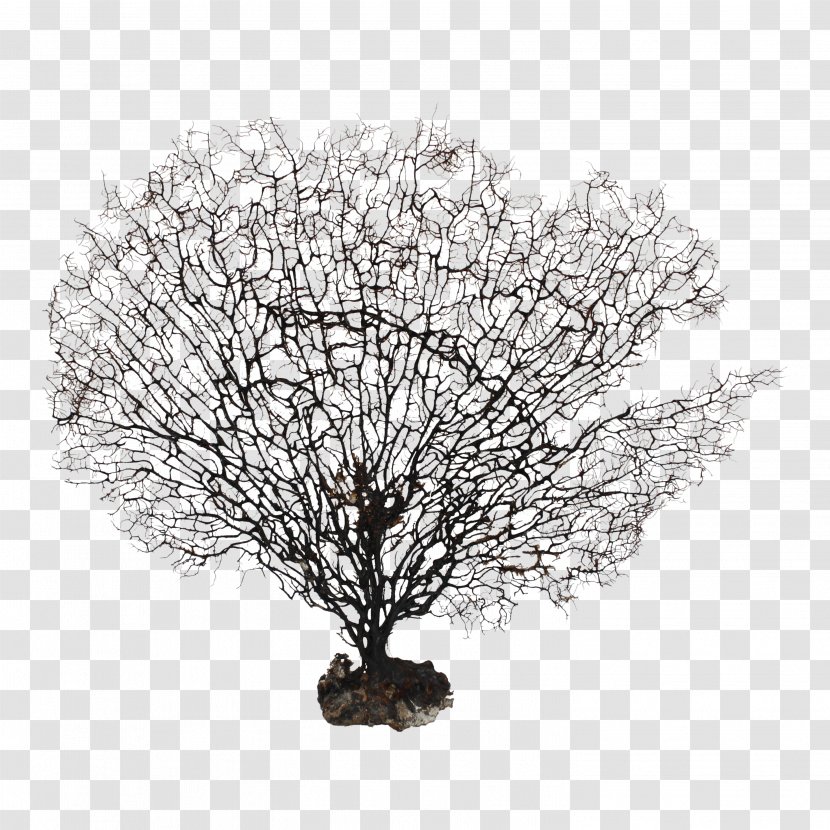 White - Twig - Coral Transparent PNG