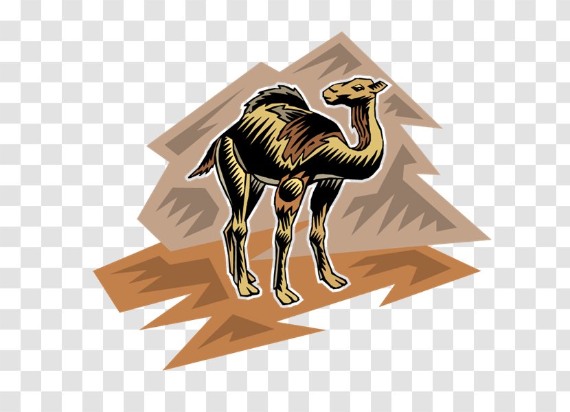 Camel PhotoScape - Photoscape Transparent PNG