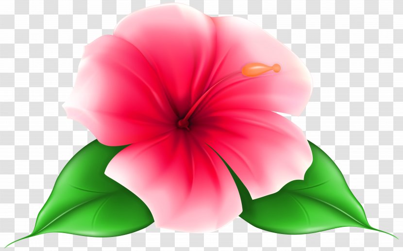 Flower Desktop Wallpaper Clip Art - Peach Transparent PNG