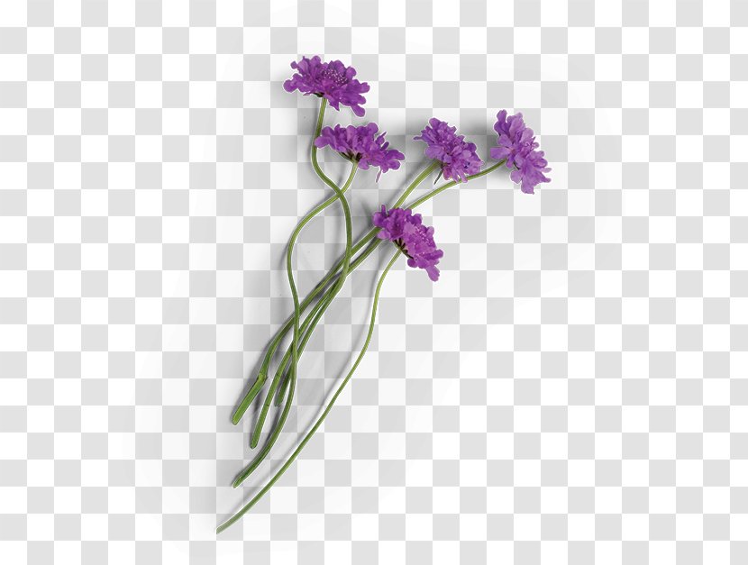 Lavender Cut Flowers Plant Sioux Honey Association Cooperative - Stem - Bouquet Transparent PNG