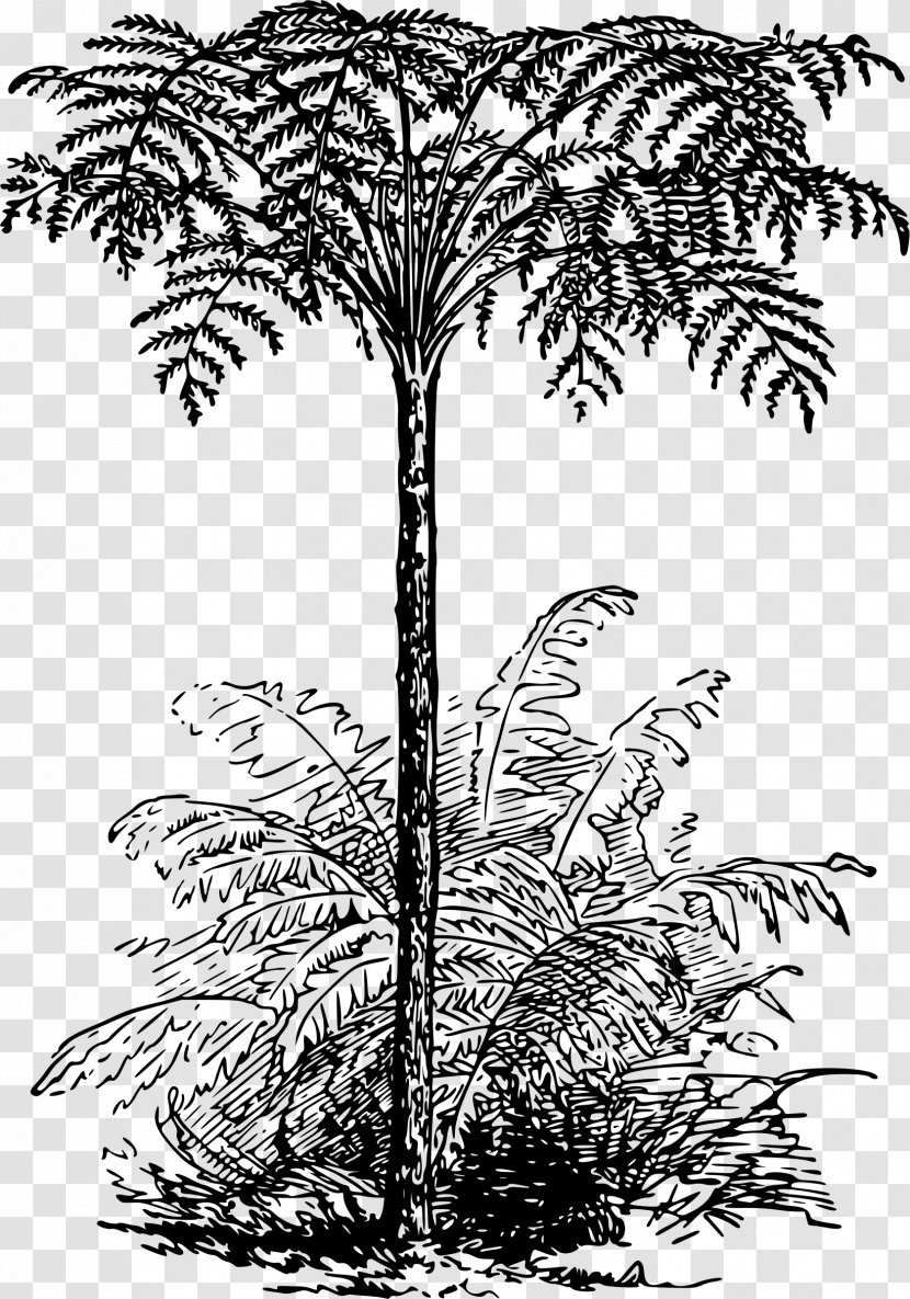 Dicksonia Antarctica Tree Ferns Plant - Monochrome Photography - Fern Transparent PNG