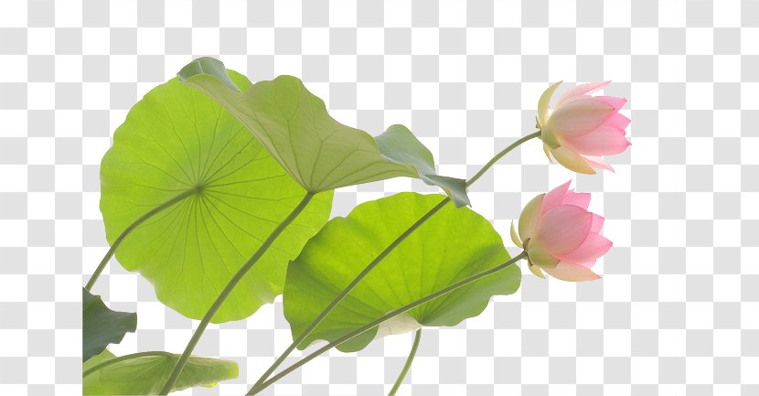 Leaf Petal Flower White Aquatic Plant - Realistic Lotus Transparent PNG