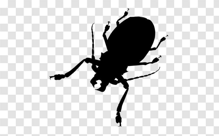 Weevil Insect Clip Art Line Silhouette - Invertebrate Transparent PNG