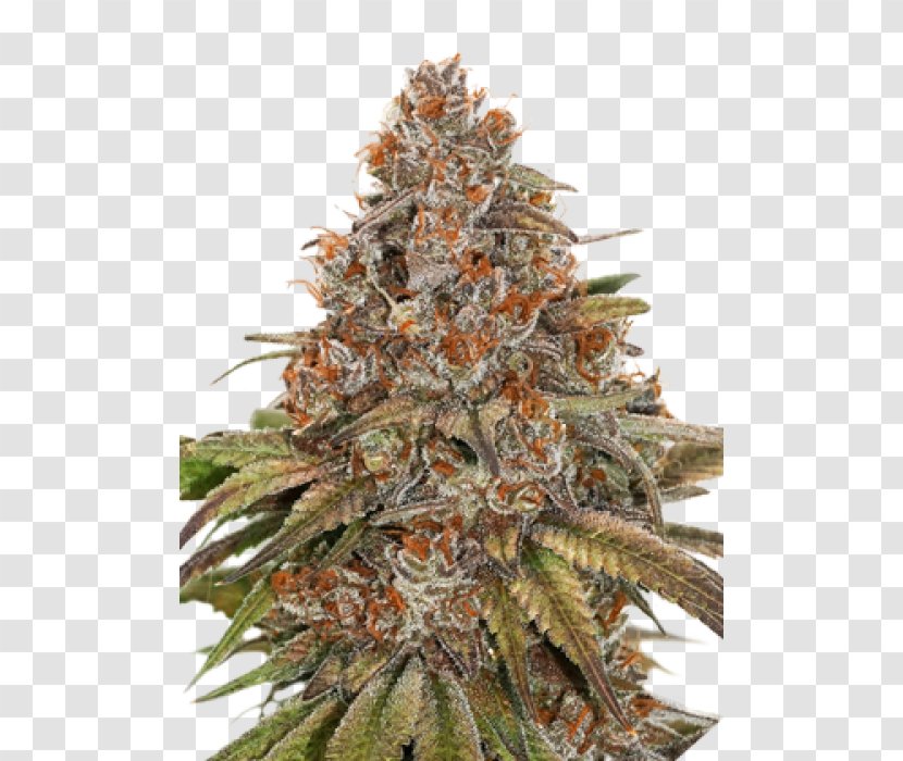 Autoflowering Cannabis Ruderalis Cannabidiol Sativa - White Widow X Big Bud Transparent PNG