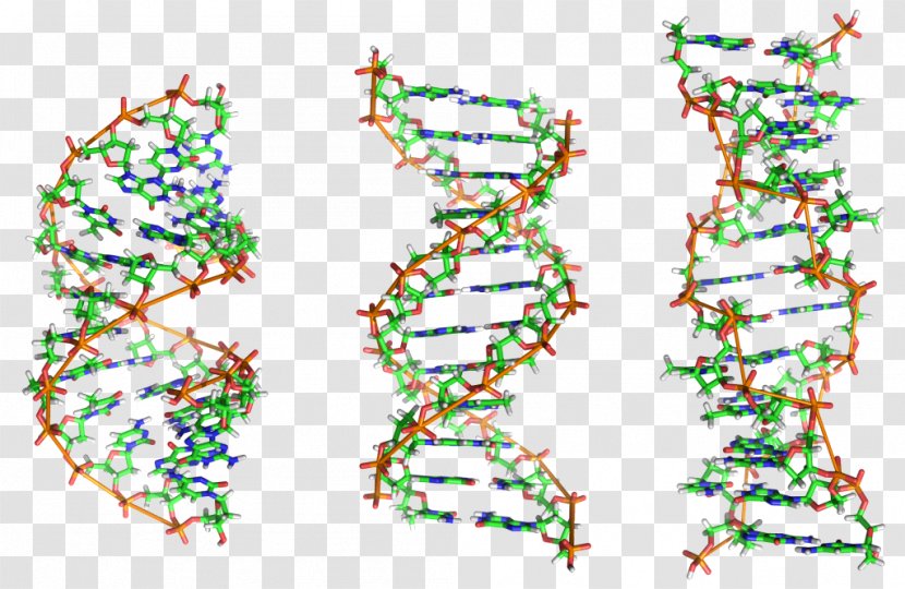 Nucleic Acid Double Helix Z-DNA A-DNA Biology - Secondary Structure - Science Transparent PNG