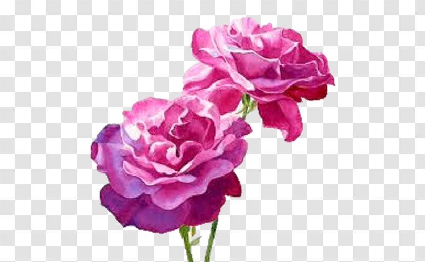 Still Life: Pink Roses Watercolour Flowers Watercolor Painting - Art Transparent PNG