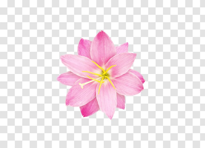 Sticker Flower Data Compression - Magenta Transparent PNG