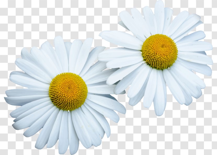 Common Daisy Flower Clip Art - Chamaemelum Nobile Transparent PNG