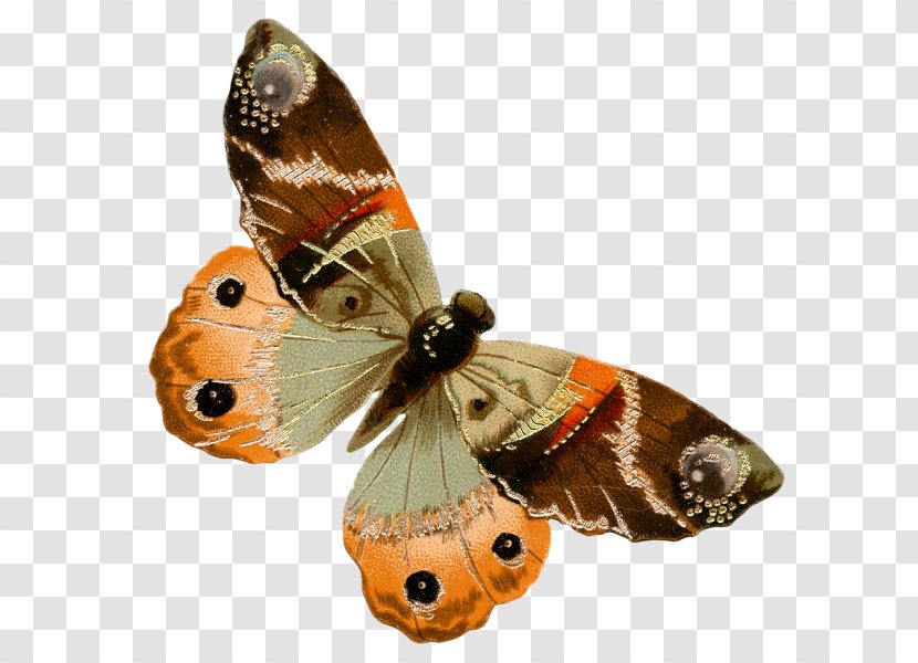 Nymphalidae Artist United States Moth - Art Transparent PNG