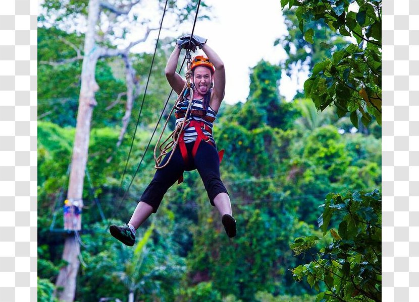 Vanuatu Jungle Zipline - Plant - Booking Office Zip-line Climbing Harnesses Vacation TourismVacation Transparent PNG