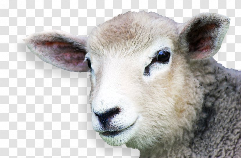 Sheep Goat Industry Food - Creative Transparent PNG