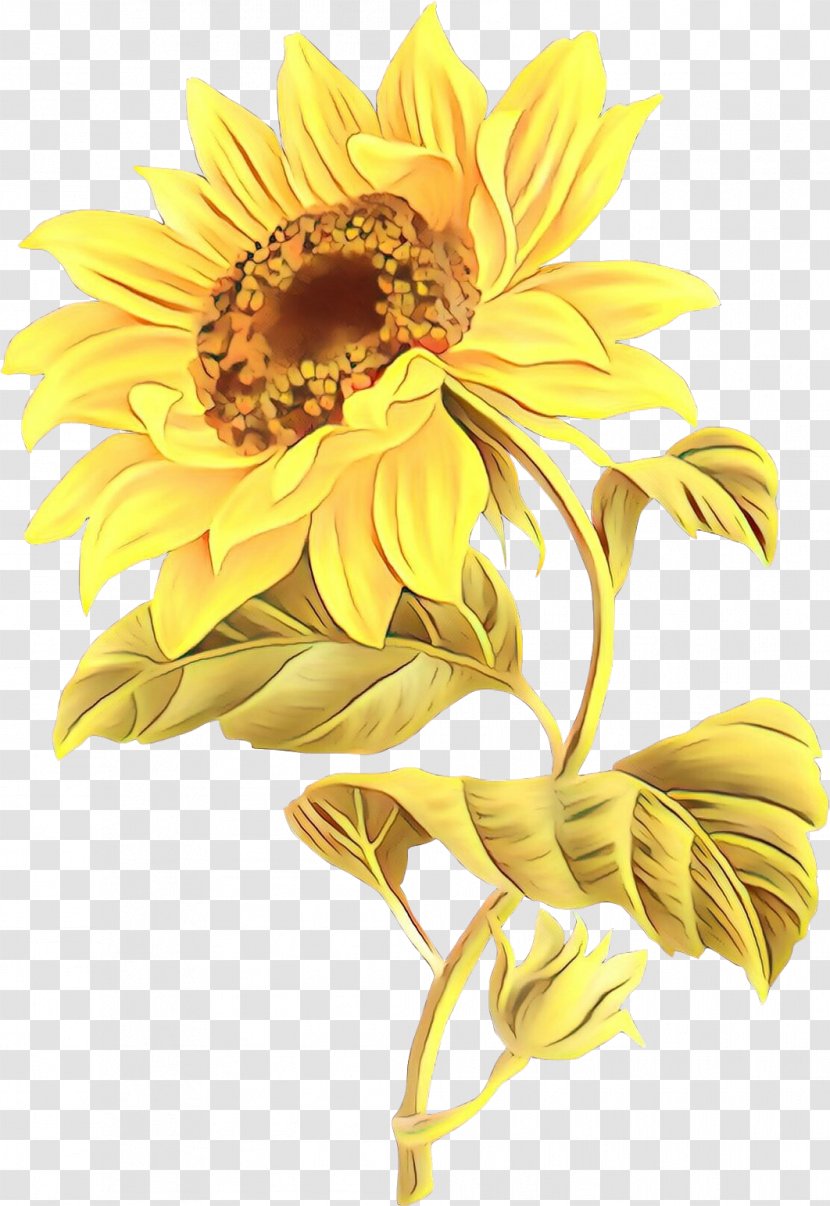 Flowers Background - Chrysanthemum - Asterales Daisy Family Transparent PNG