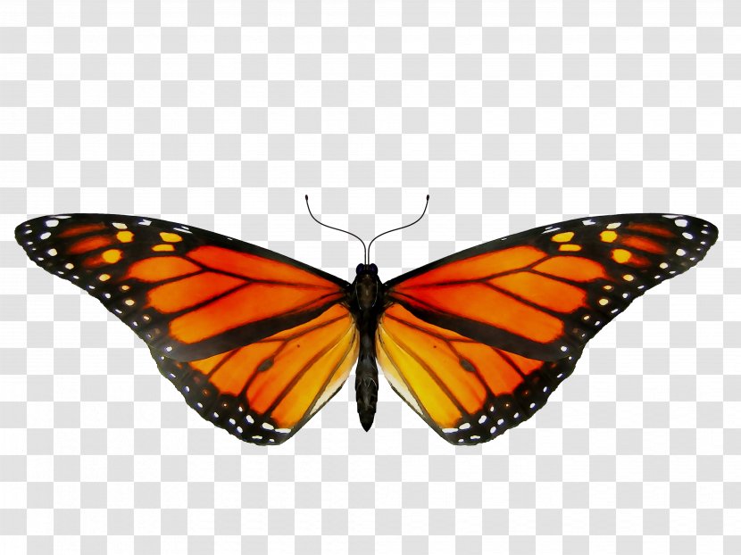 Monarch Butterfly GIF Clip Art Insect - Viceroy - Lepidoptera Transparent PNG