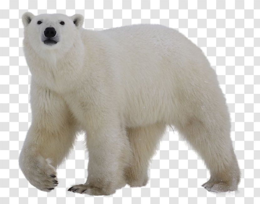 Polar Bear Clip Art - Terrestrial Animal Transparent PNG