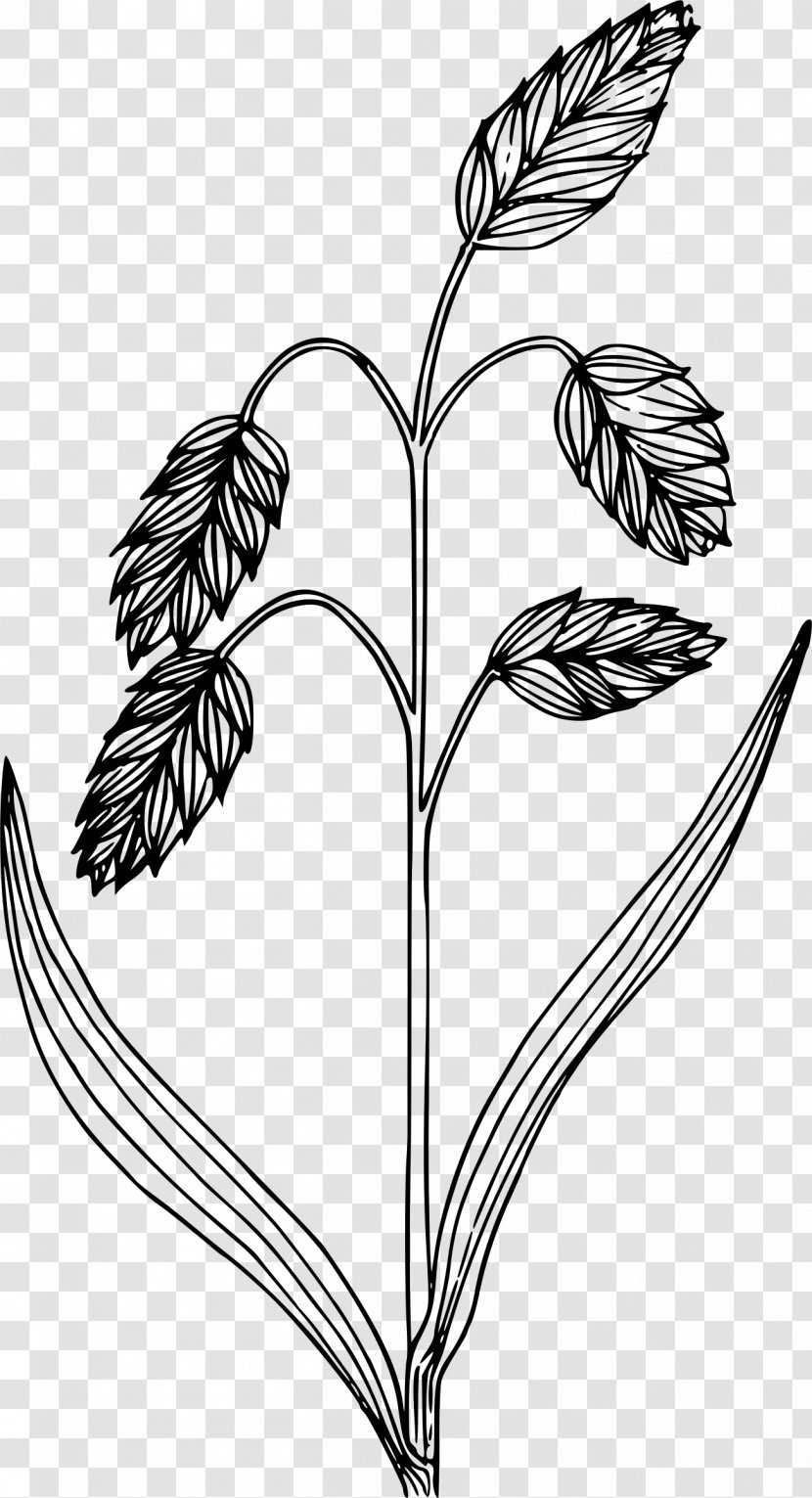 Drawing - Leaf - Grass Transparent PNG