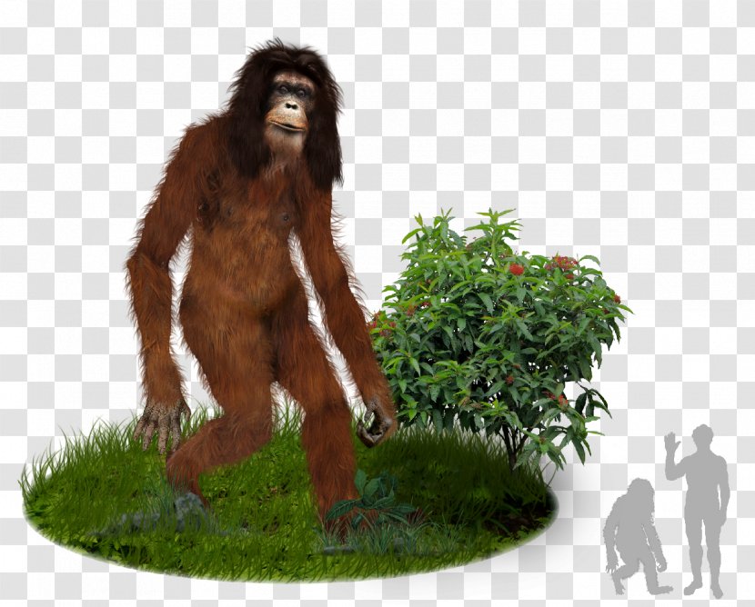 Bigfoot Gorilla Orang Pendek Sumatra Cryptozoology - Orangutan Transparent PNG