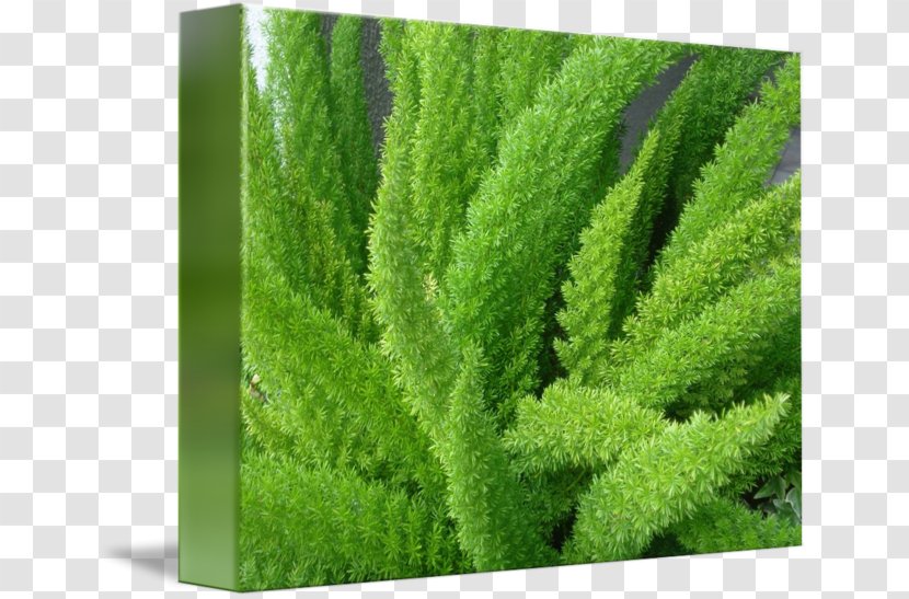 Tree Shrub Vegetation Plant - Fern Transparent PNG