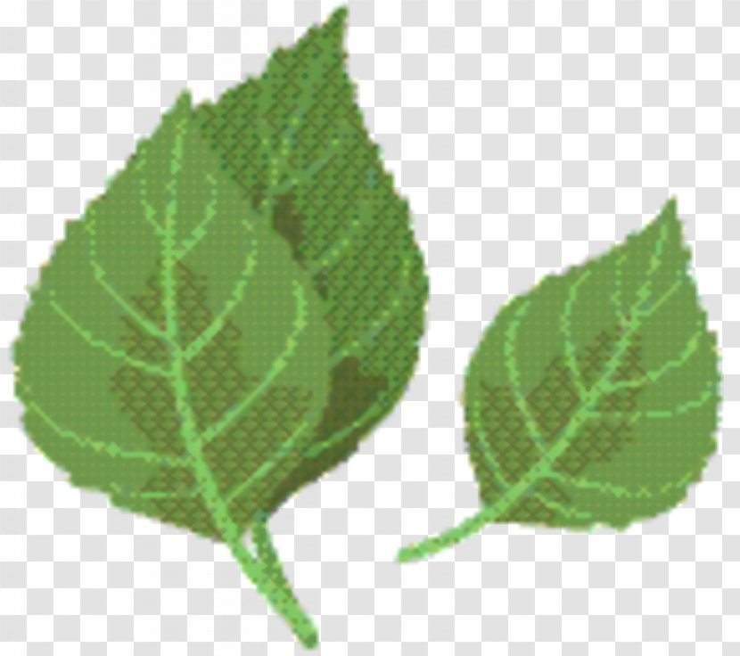 Birch Tree - Leaf - Herb Canoe Transparent PNG