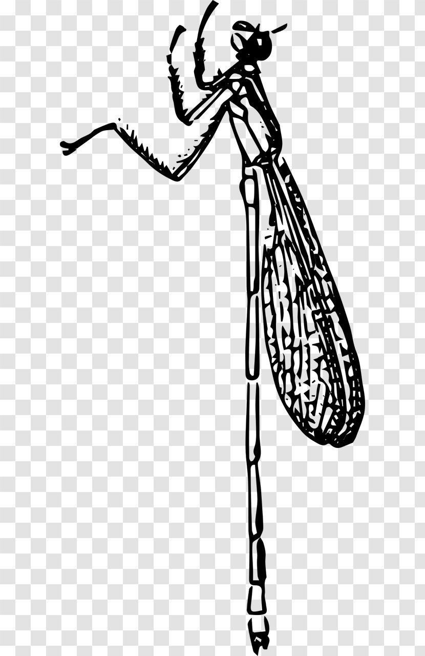 Beetle Damselflies Insect Wing Nymph Clip Art - Tree Transparent PNG
