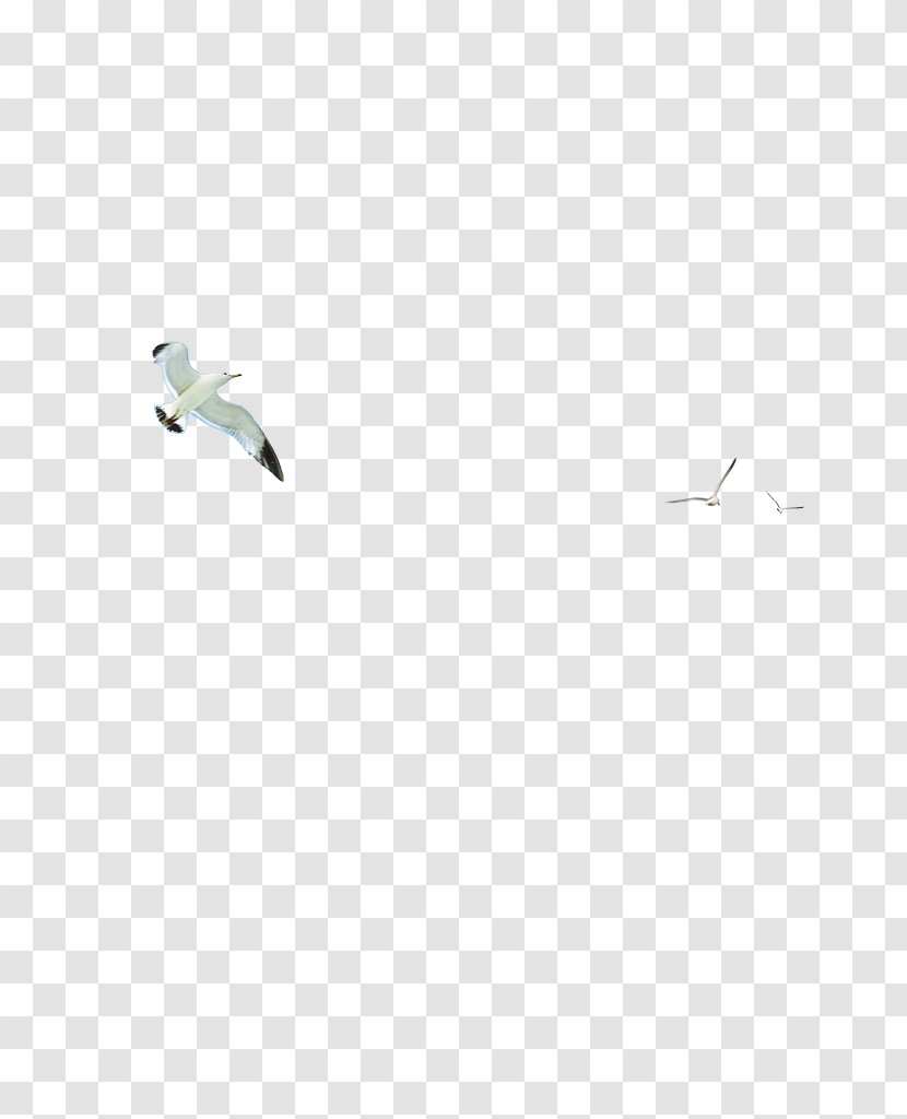 Download Adobe Illustrator - Arc - Sky Birds Transparent PNG