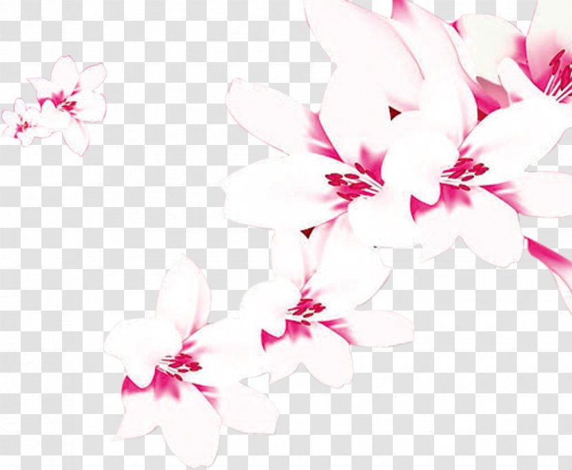 China Teachers Day April Fools - Cherry Blossom - Lily Transparent PNG