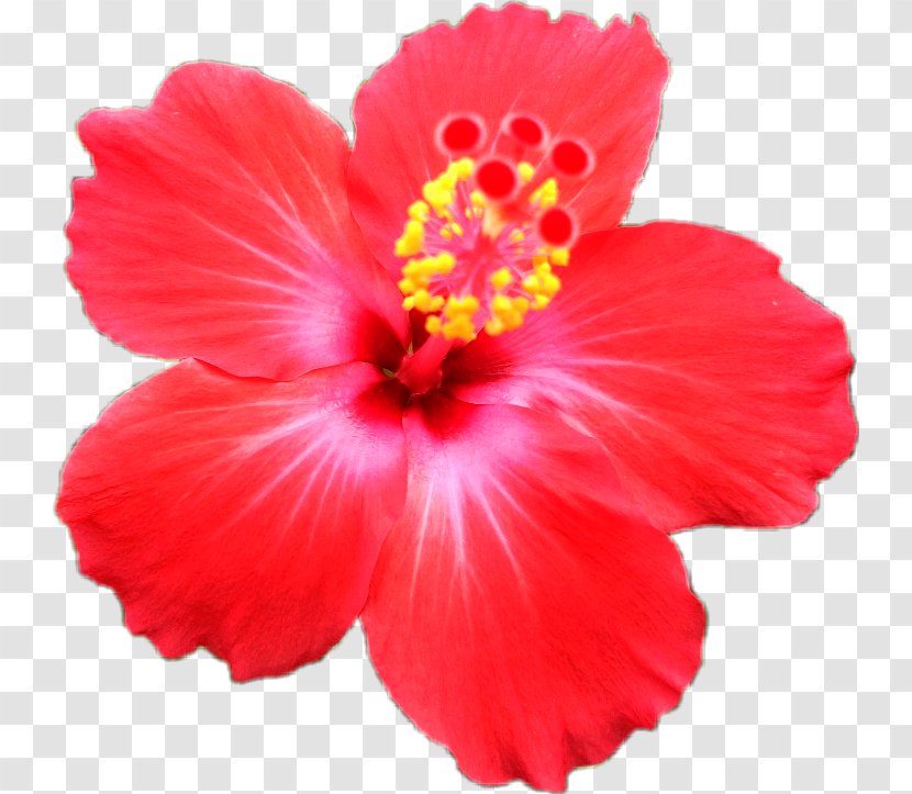 Shoeblackplant Flower Clip Art Ty Inc. Plants - Hibiscus - Bunga Merah Transparent PNG