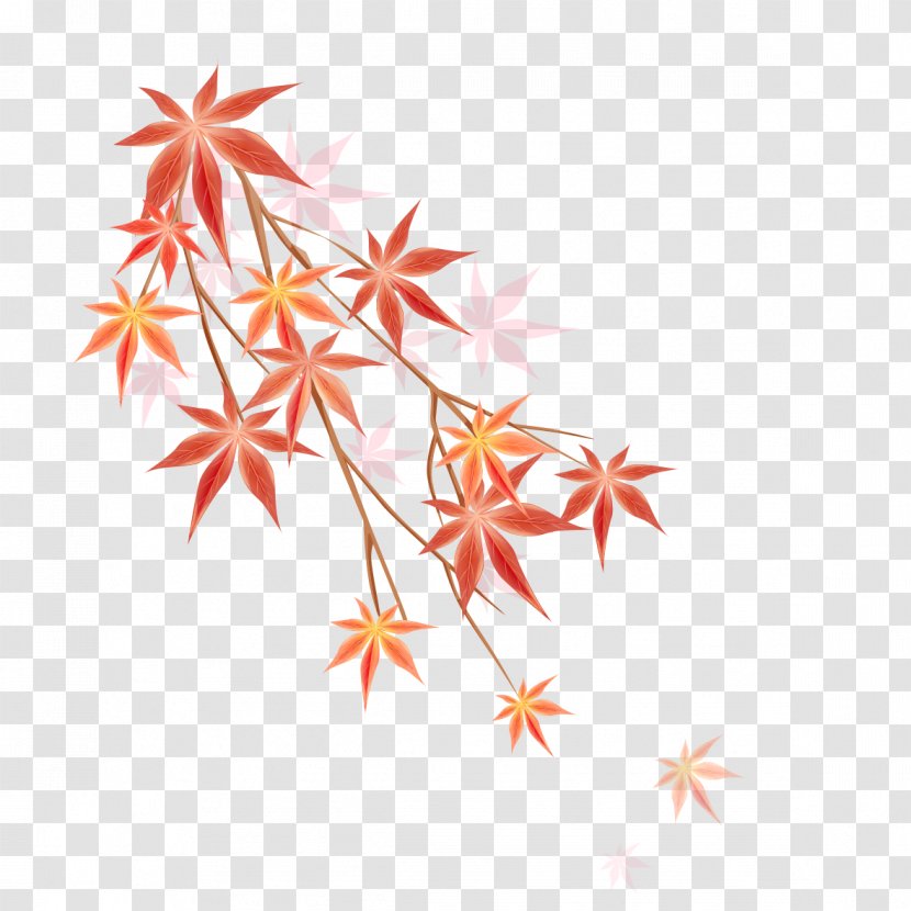 Maple Leaf Illustration - Triangle - Petal Transparent PNG