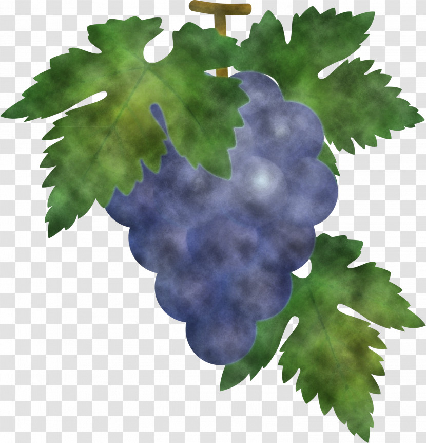 Grape Grapes Fruit Transparent PNG