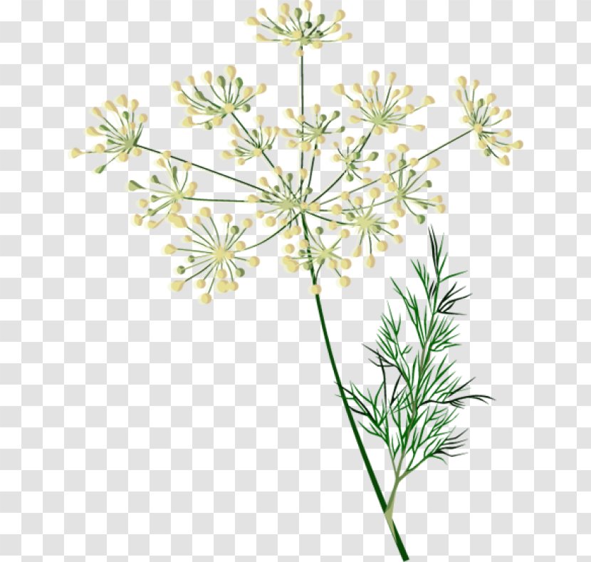 Herb Cow Parsley Watercolor Painting Dill Spice - Common Sage Transparent PNG